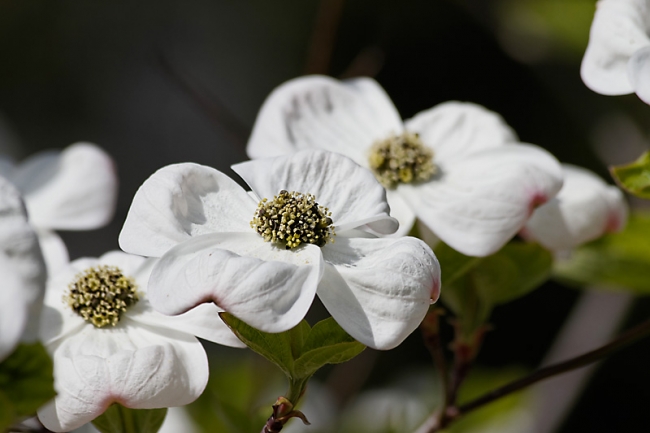 Jardin des Impressionnistes-040